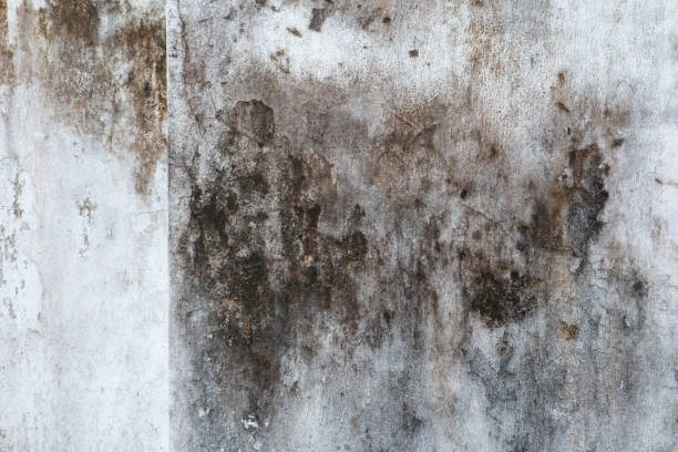 Mold Odor Removal Services in Shannon, GA