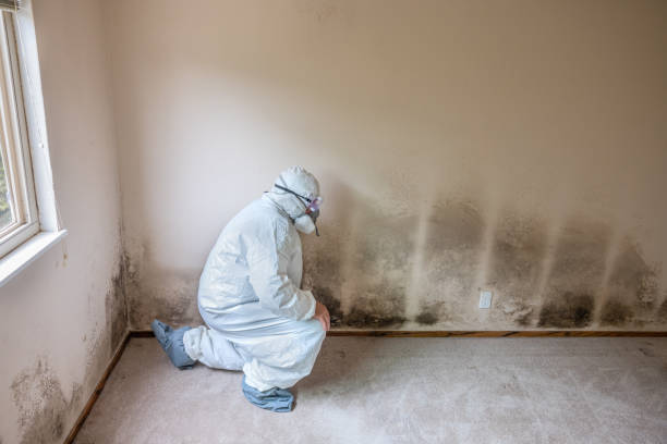 Professional Mold Removal in Shannon, GA