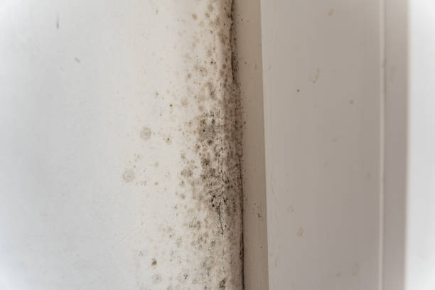 Best Air Quality Testing for Mold Spores  in Shannon, GA